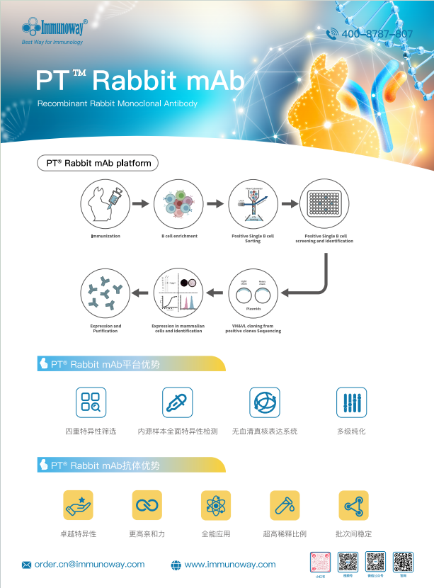 兔重组基因工程抗体PT&trade; Rabbit mAb、兔单抗单页1