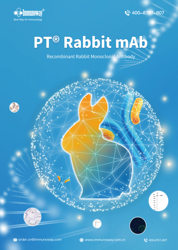 兔重组基因工程抗体PT&reg; Rabbit mAb、兔单抗折页
